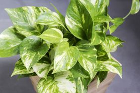 A pothos plant with variegated leaves in a square wooden pot