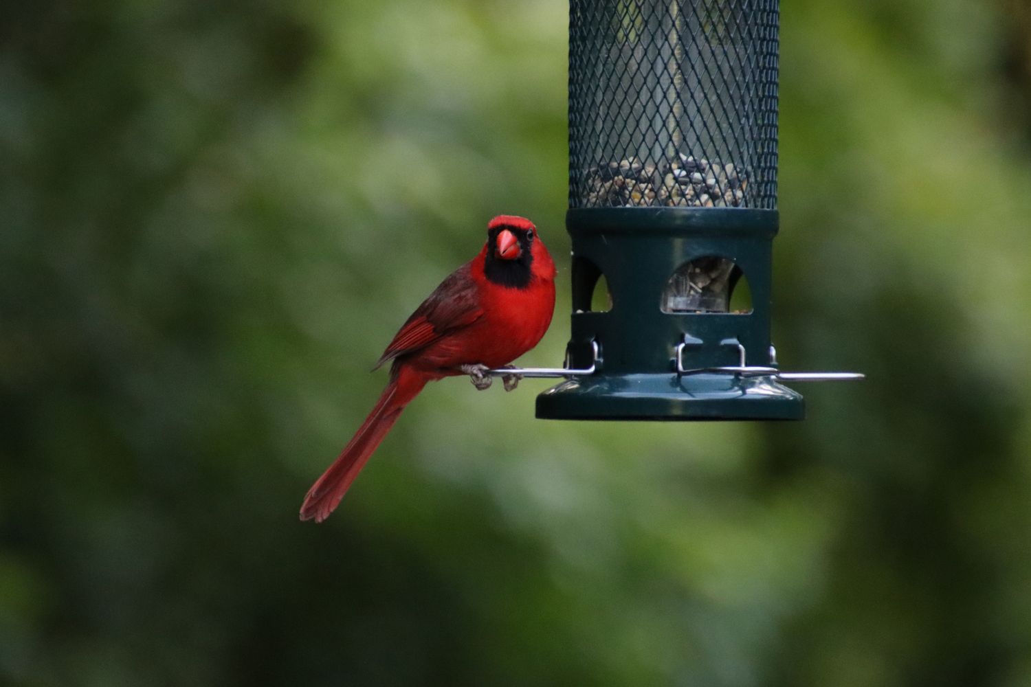 Red male northern cardinal songbird perched on green metal bird feeder.