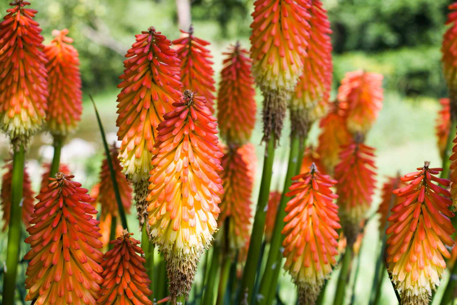 Red Hot Poker