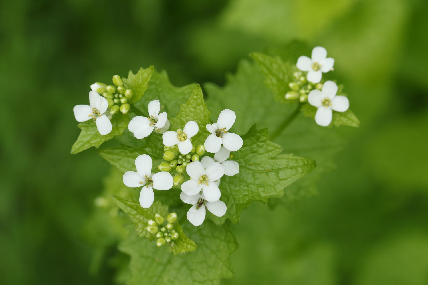 Garlic mustard