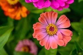 Closeup of zinnia flowers in bloom