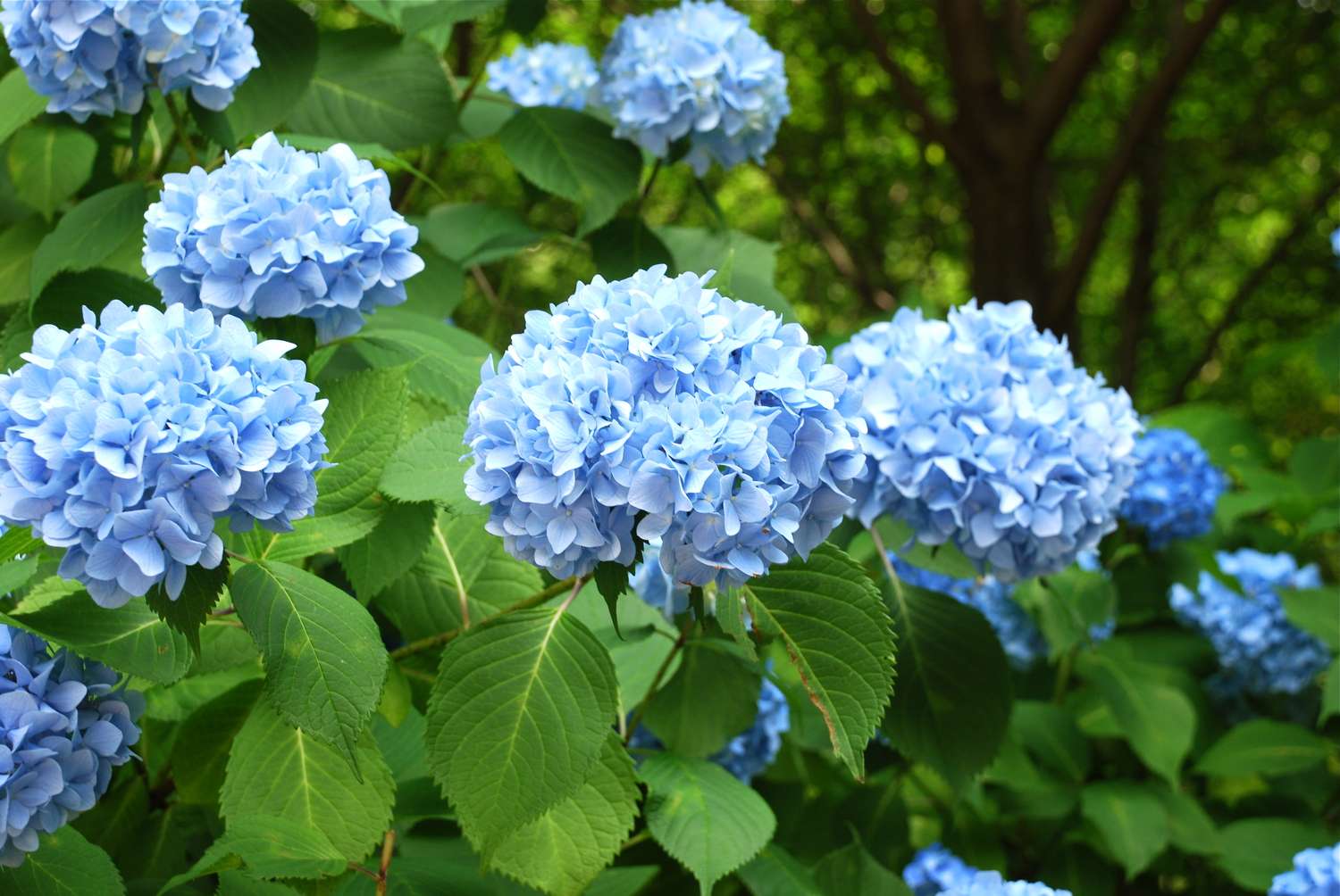 Closeup of blue hydrangea flowers surrounded by green foliage