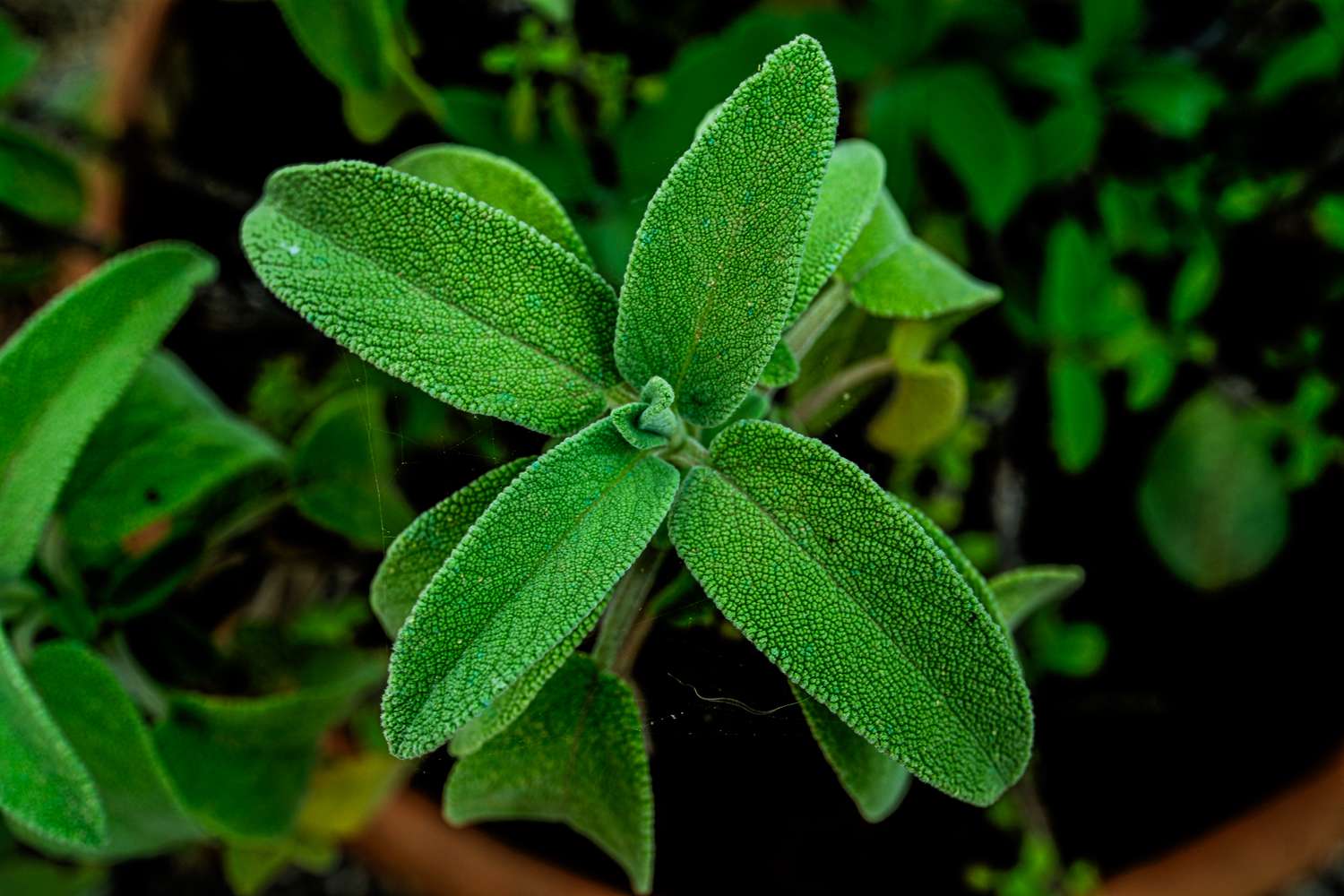 Close-up of a green plant with textured leaves