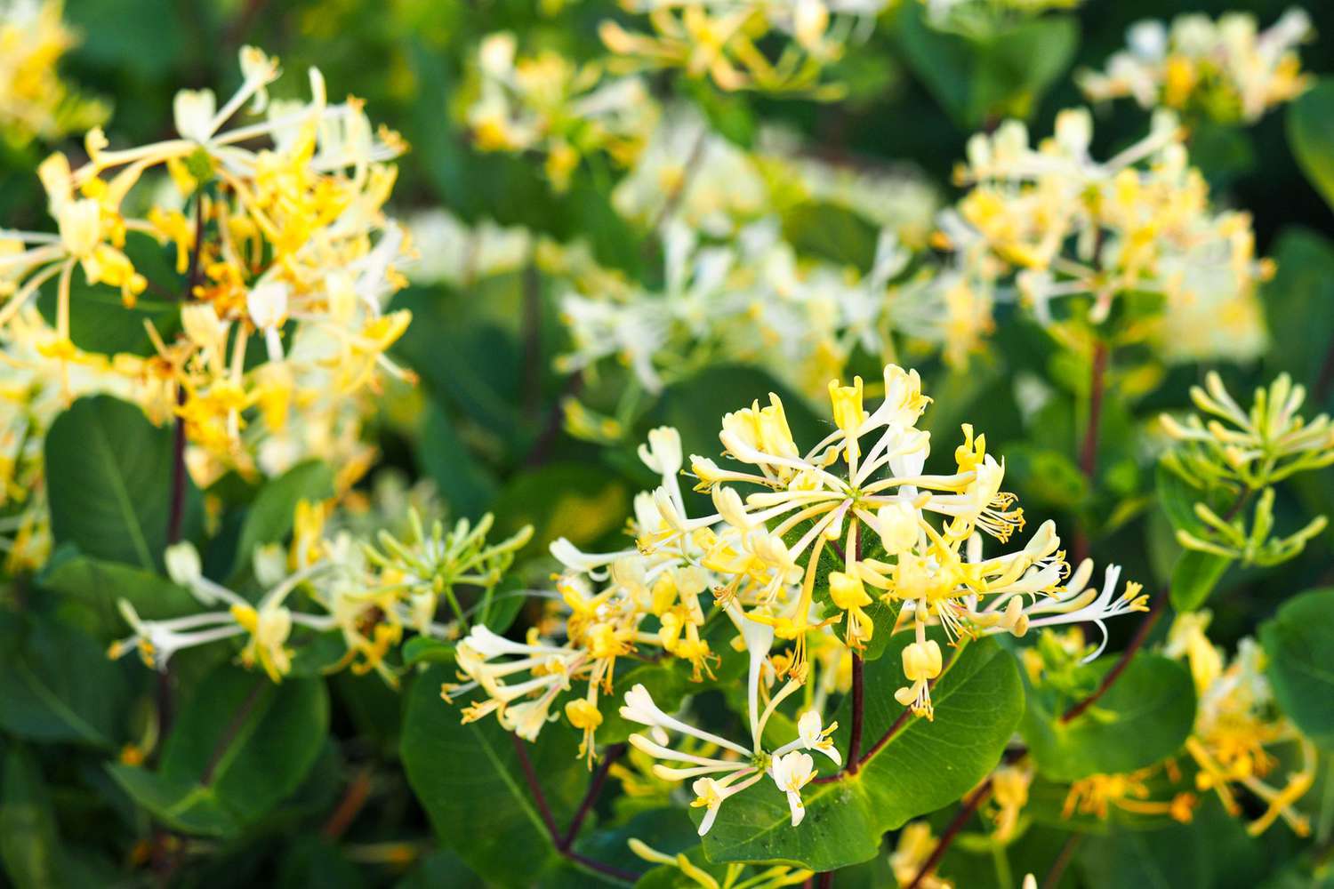 Bush Honeysuckle