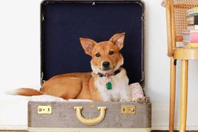pet bed suitcase project