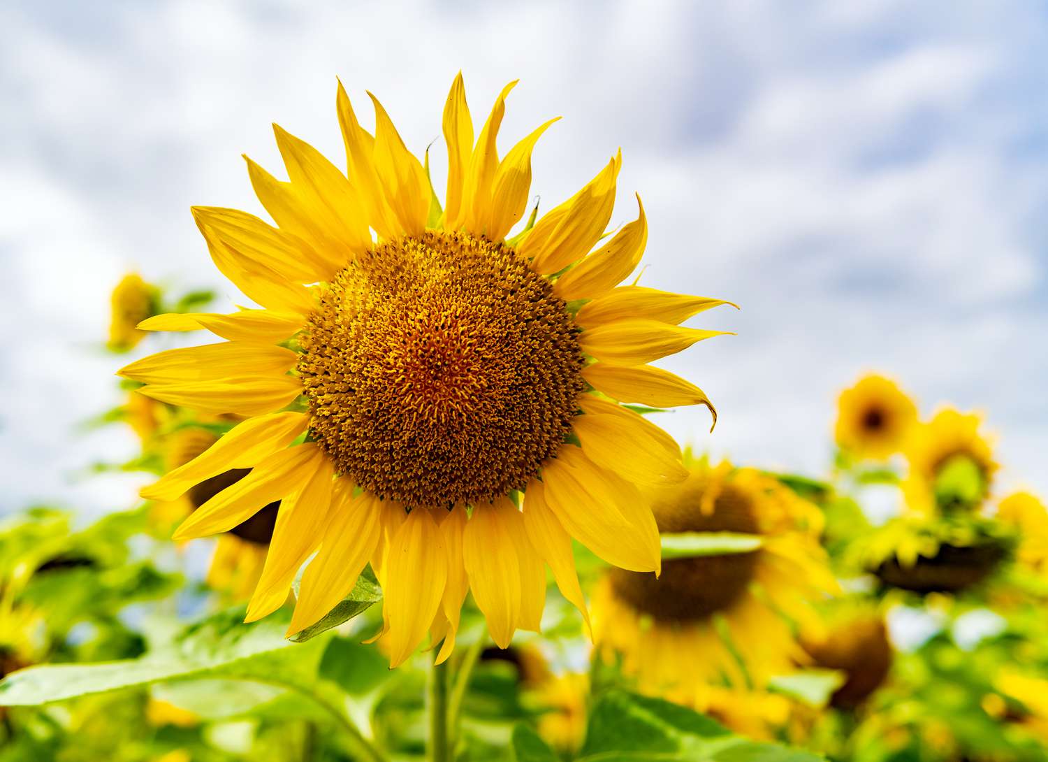close up of a sunflower growing in a field