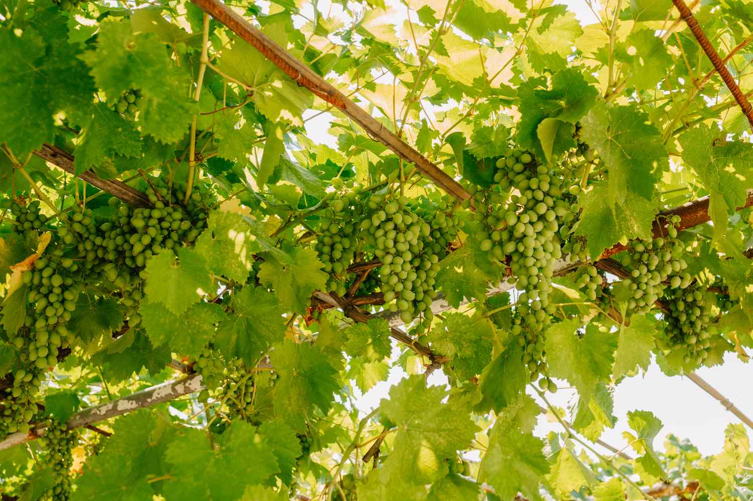 A vibrant and lush view showcases clusters of green grapes gracefully hanging beneath vine leaves under bright sunlight
