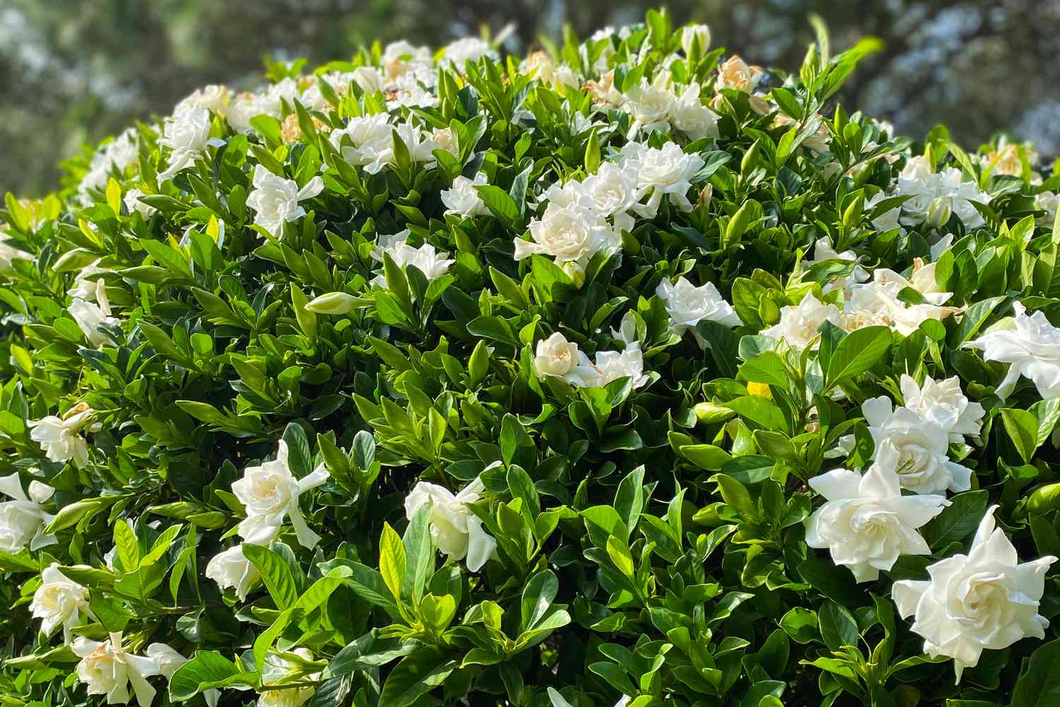 Gardenia