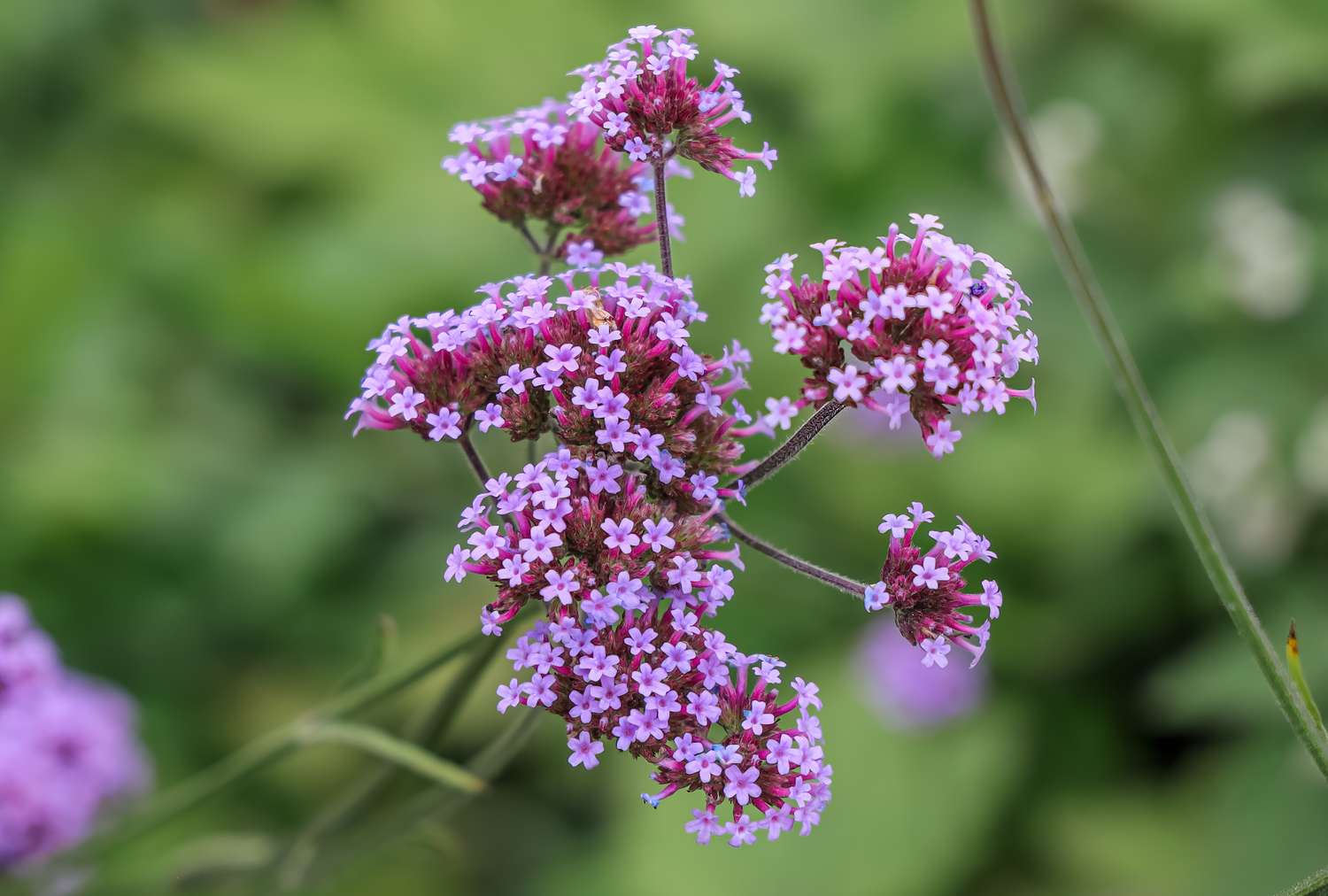 Cluster of small purple flowers in a natural outdoor setting surrounded by green foliage