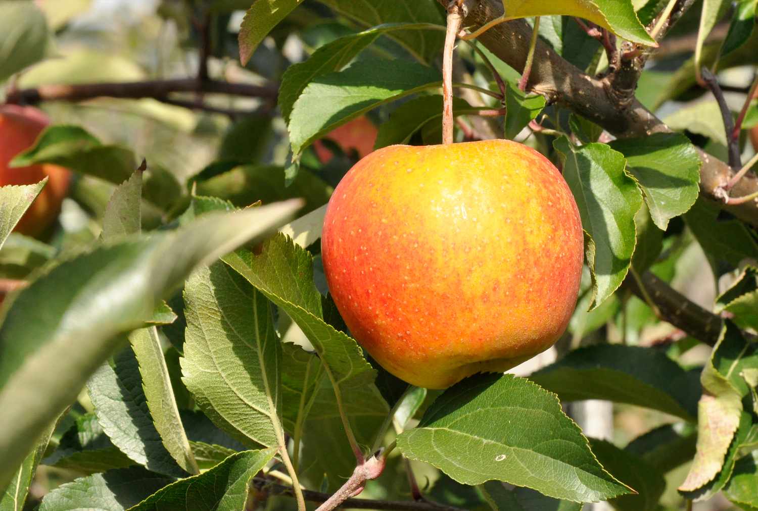 Red apple hanging from a tree branch with green leaves