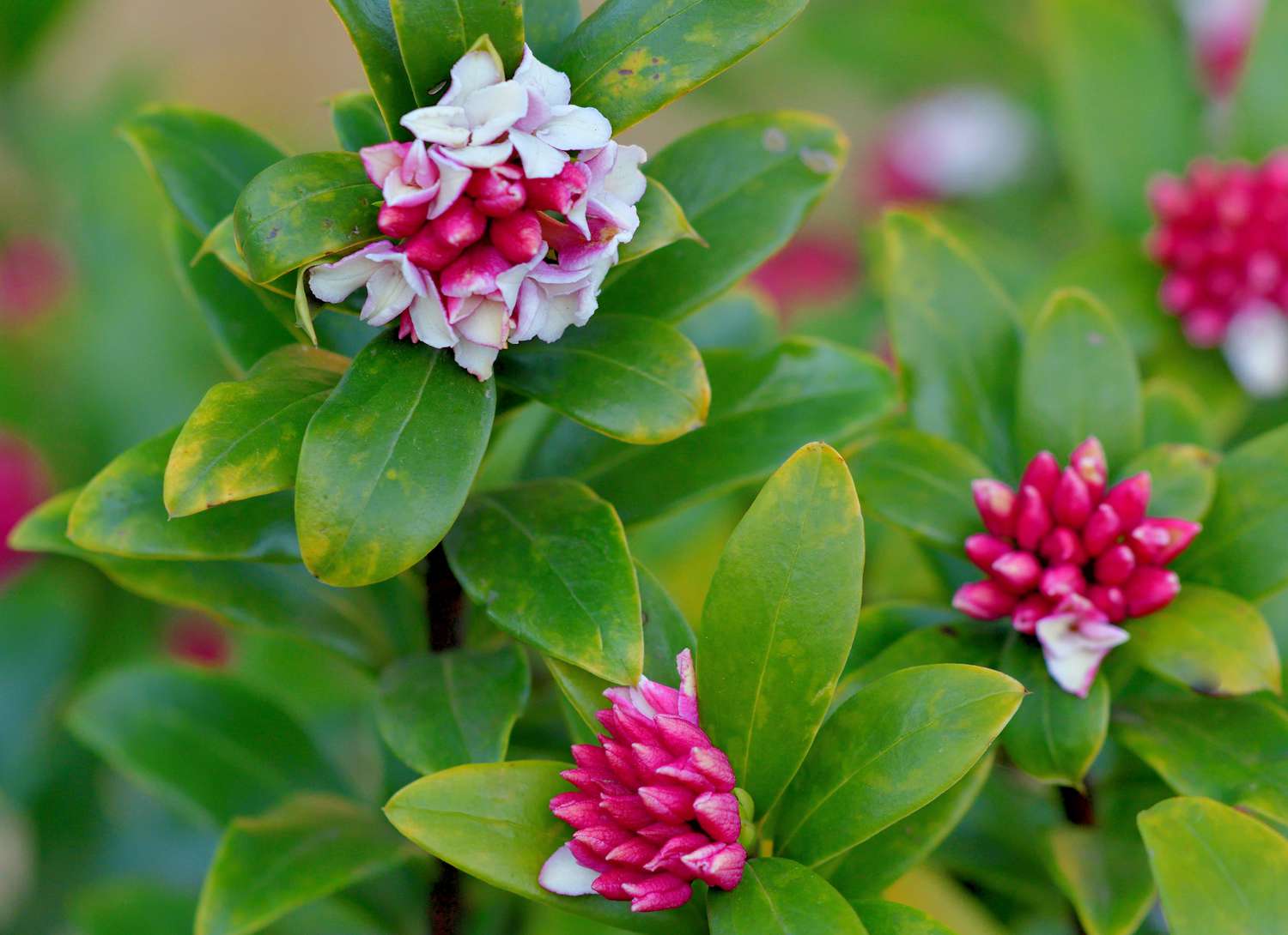 close up of a daphne bush with pink blooms