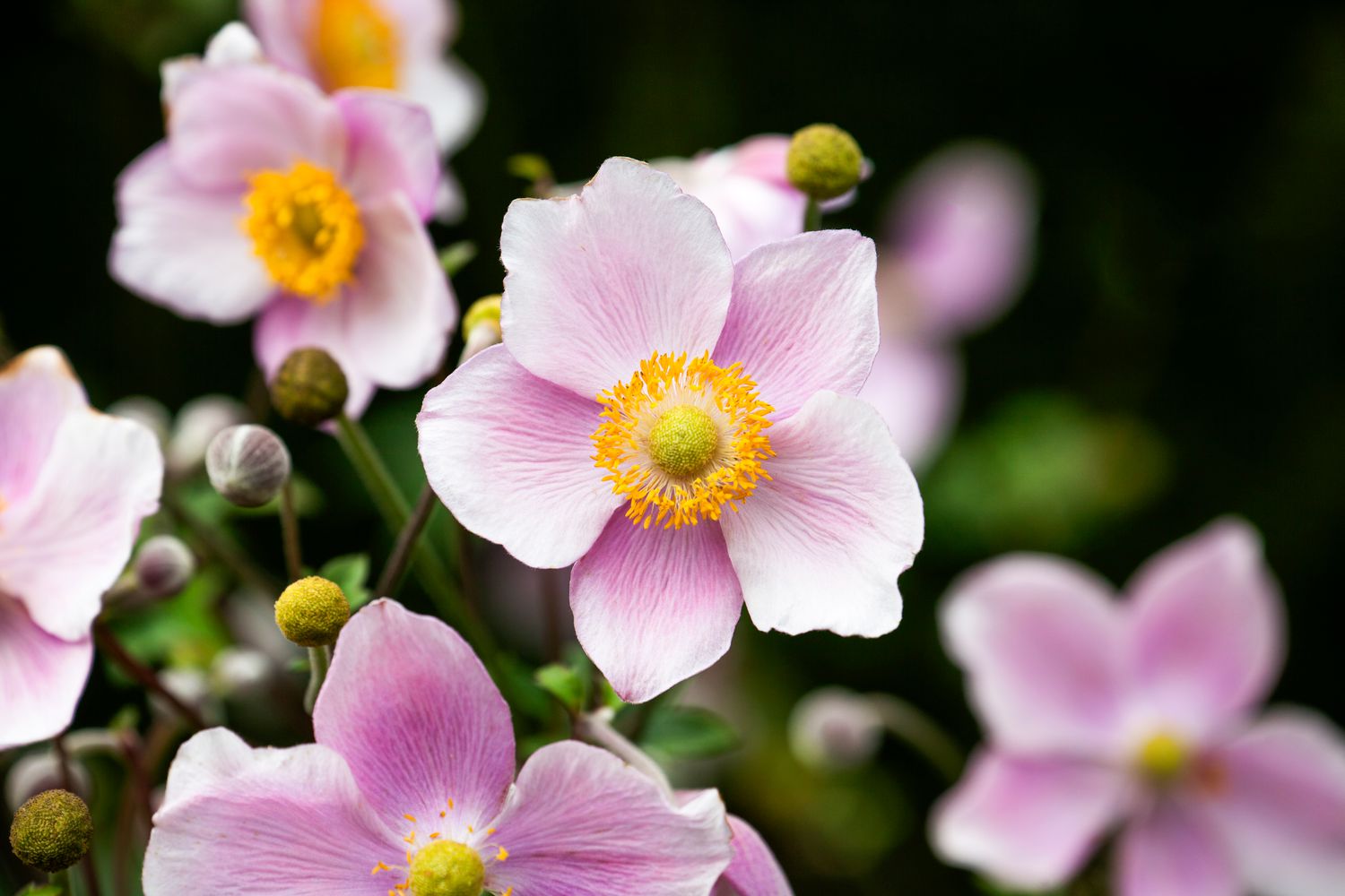 Japanese anemone