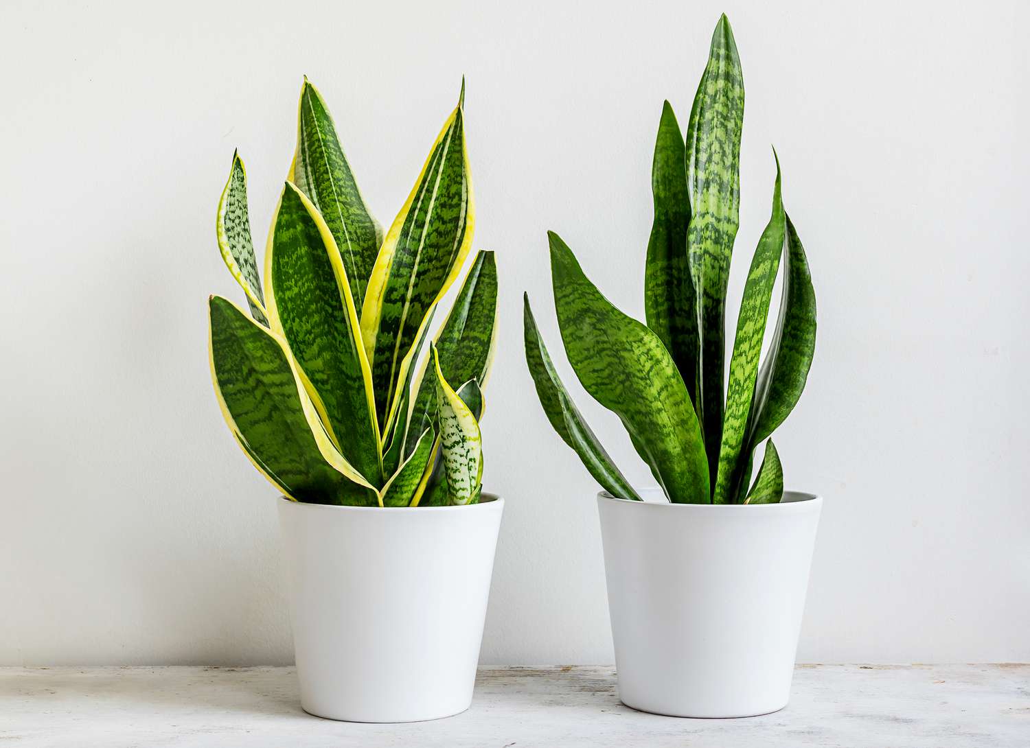 two snake plants in white pots light grey background