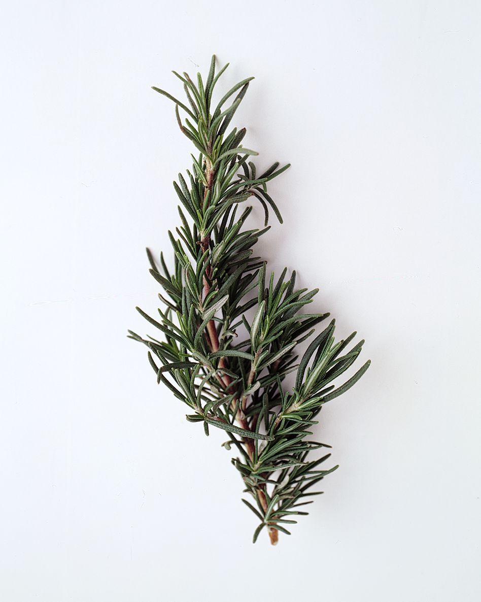 flower-glossary-rosemary-a98432-0415.jpg