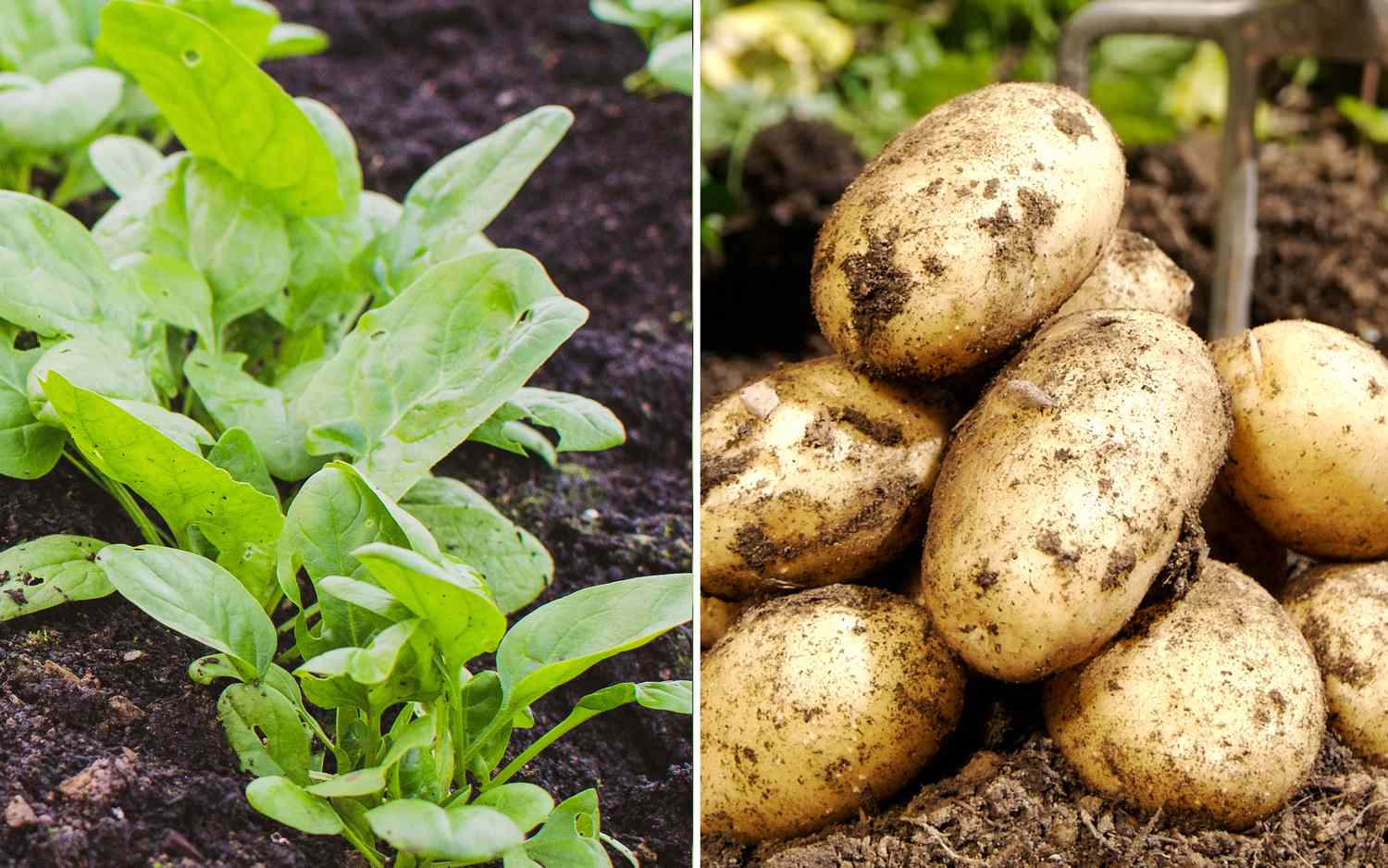 Spinach and potatoes