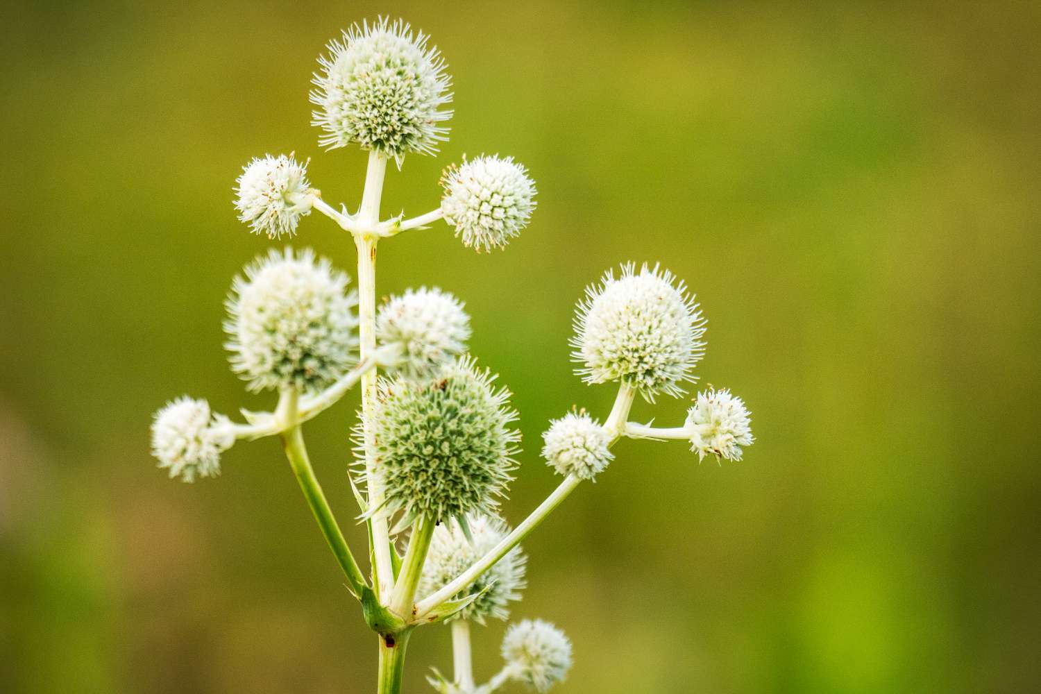 rattlesnake master