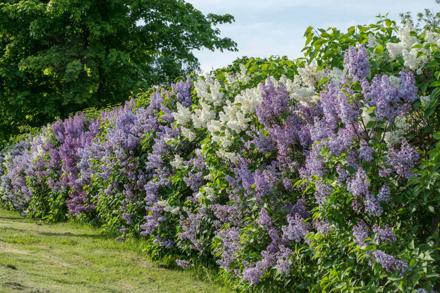 A hedge composed of blooming lilacs and leafy greenery