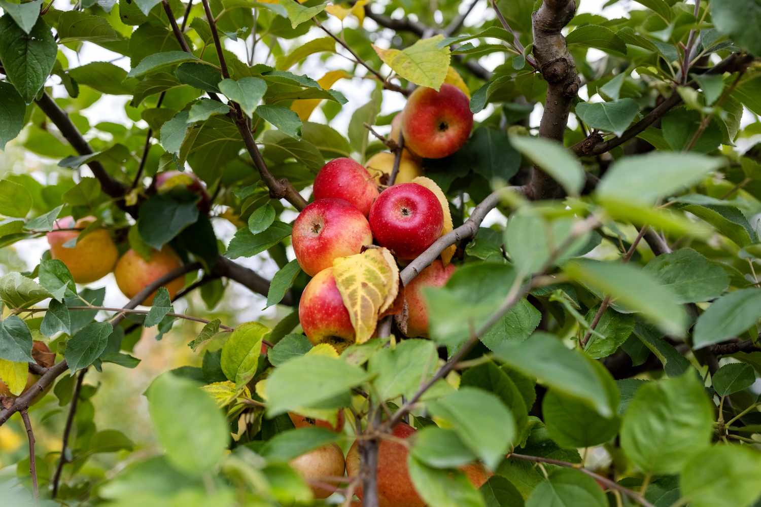 Apples growing on a tree among leafy branches
