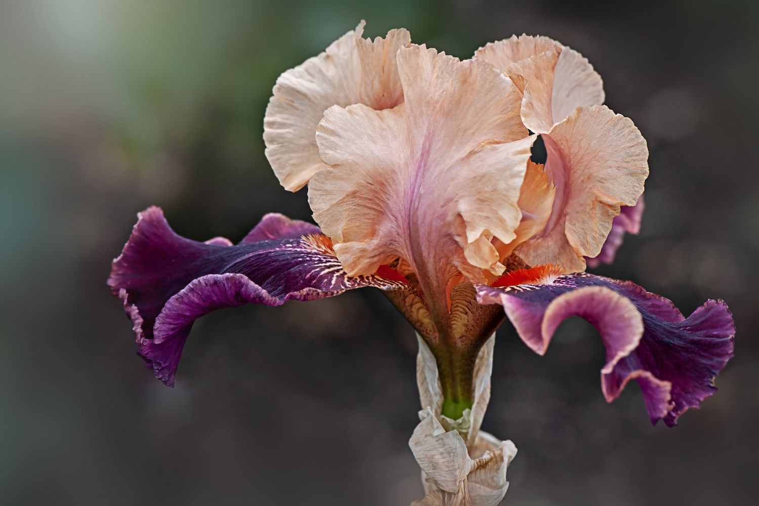 Close-up image of a single Bearded Iris purple and peach coloured flower