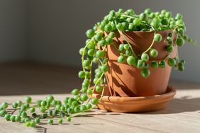 string of pearls plant in a terracotta pot