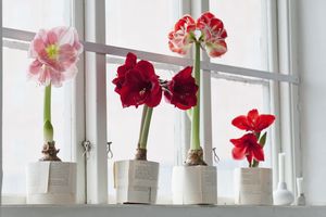 Amaryllis flowers in pots on a windowsill