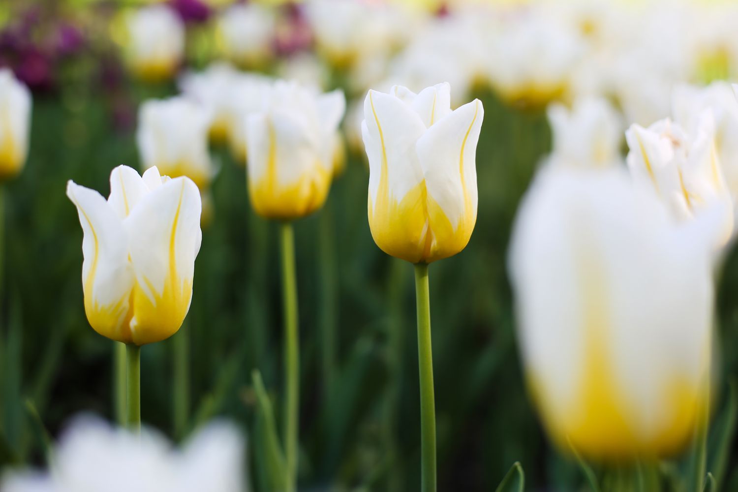 yellow tulip in garden