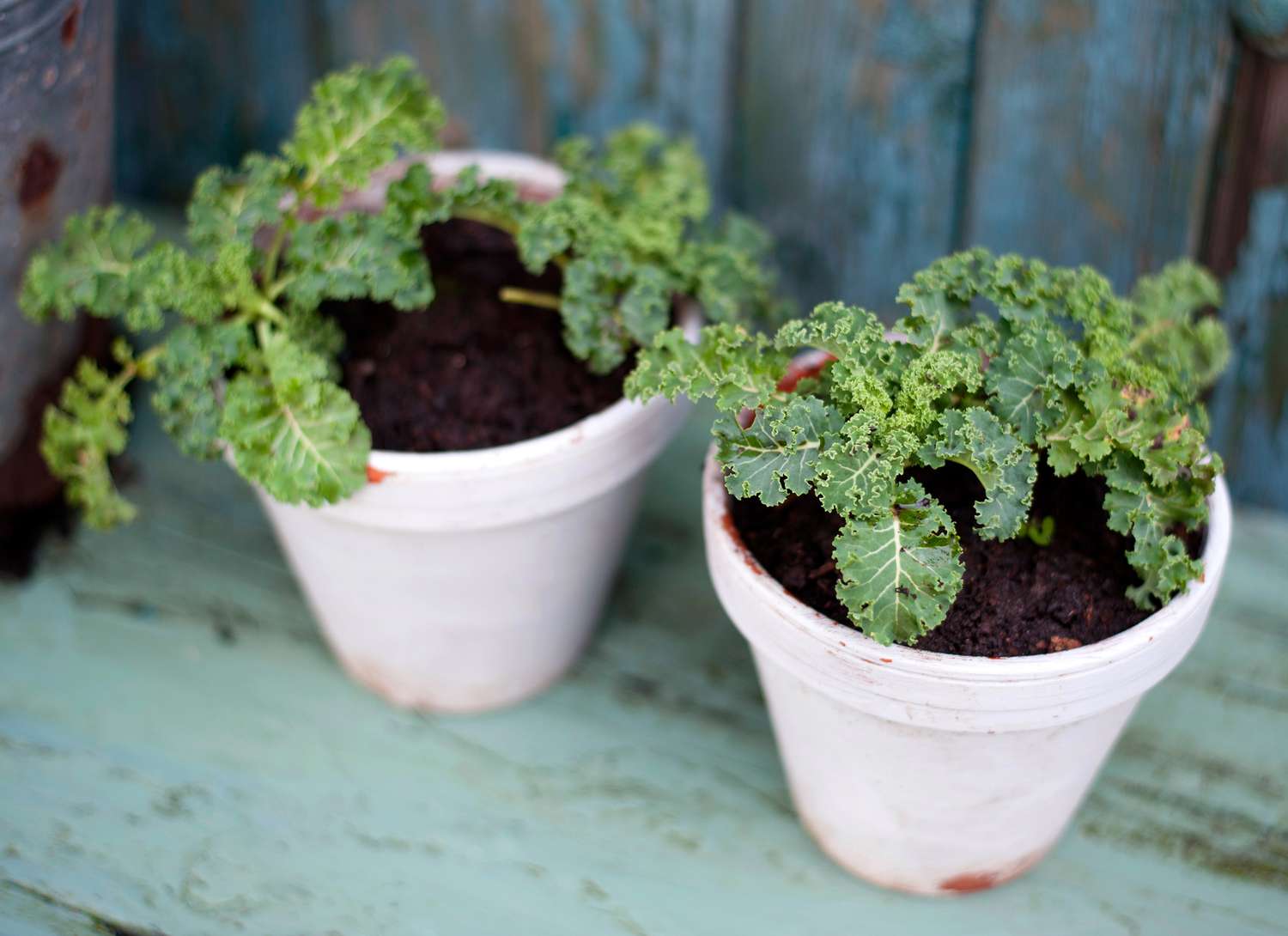 two potted kale plants indoors