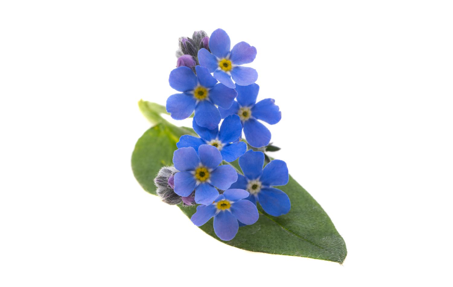 forget-me-not flowers