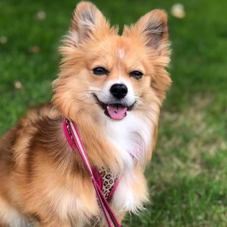 corgi pomeranian