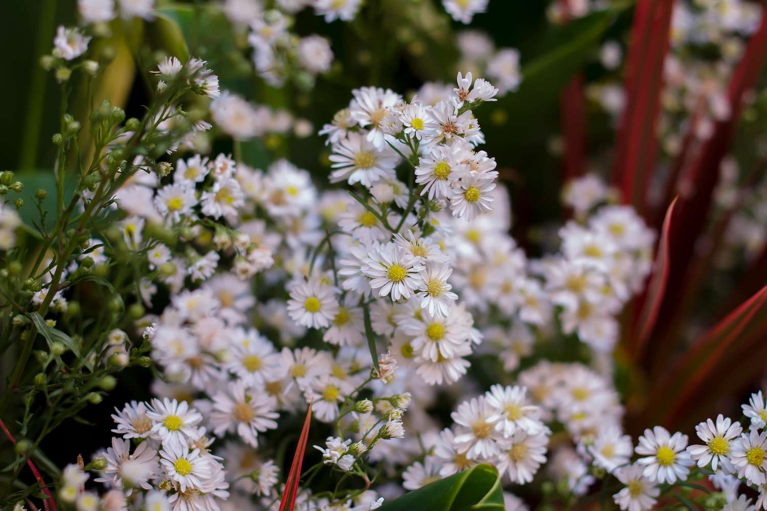 small white aster flowers with pale yellow centers and green stems outdoors in garden