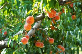 A branch of a peach tree with ripe peaches hanging among leaves