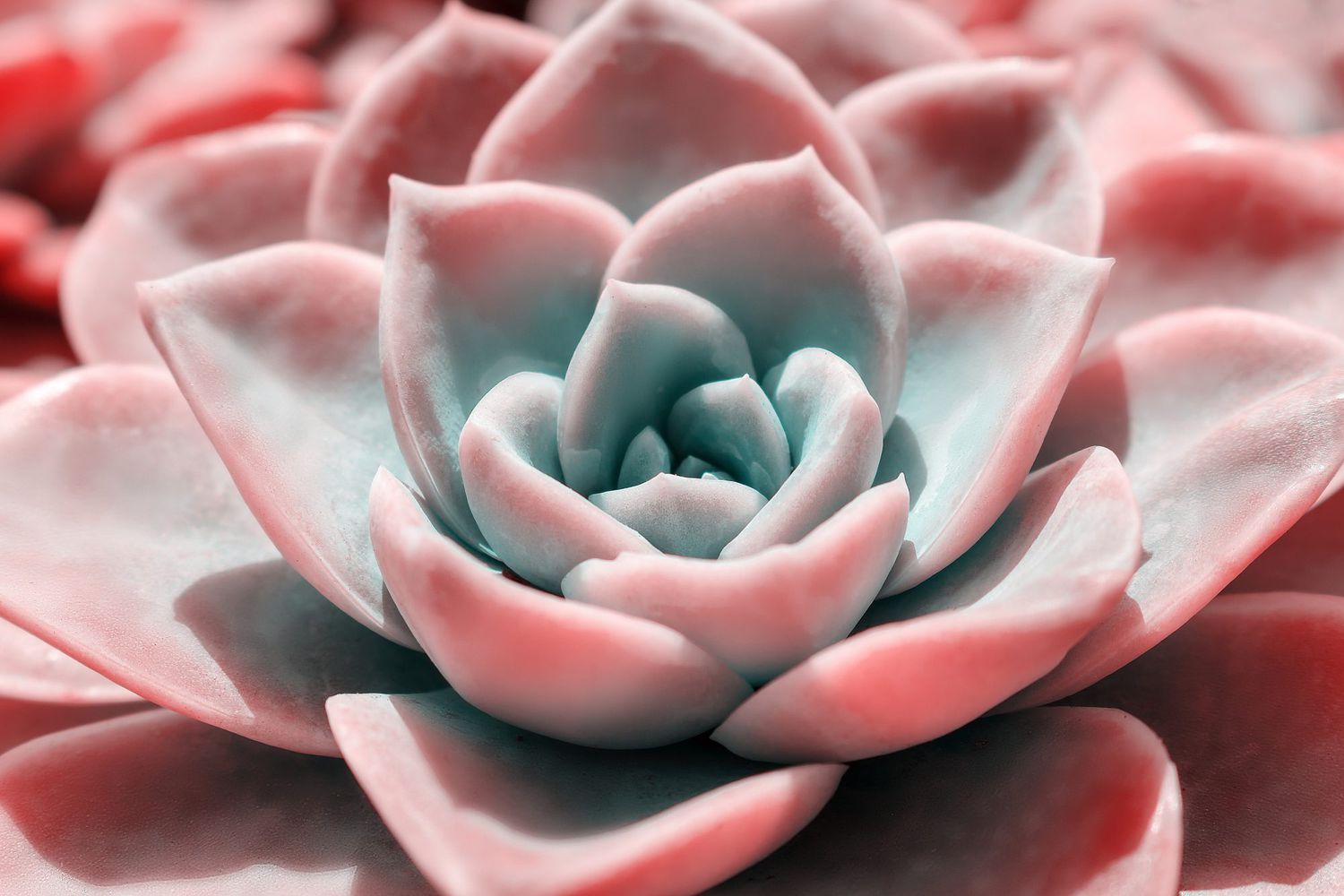 Echeveria Pink Champagne