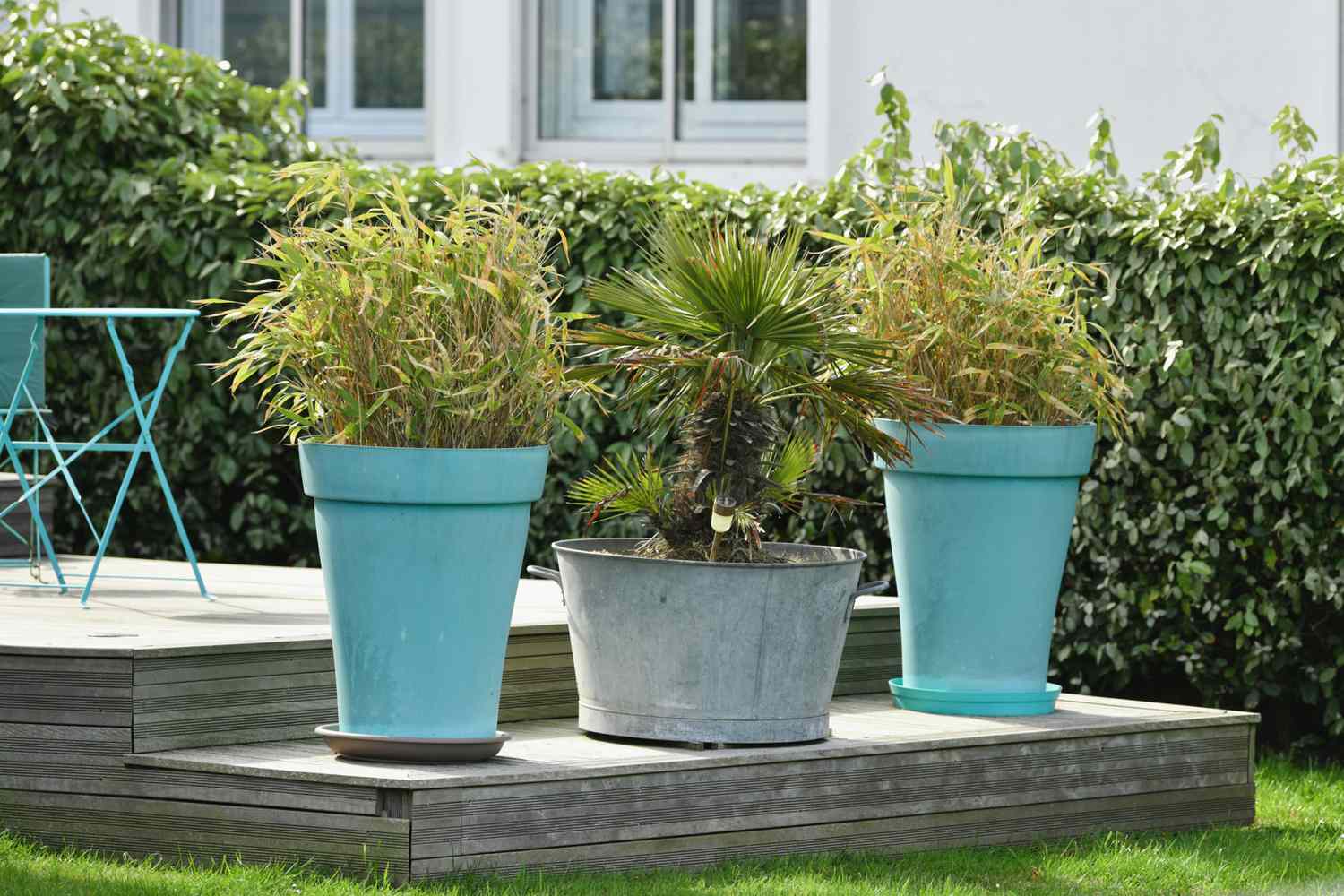 The large pots with plant in the garden