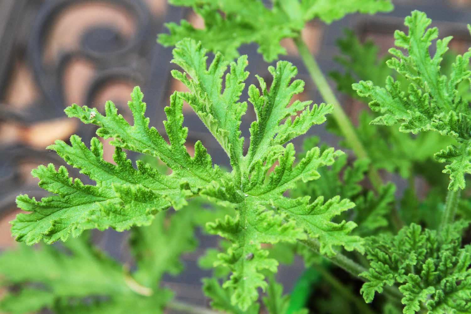 leaf of citronella plant used as mosquito repellant
