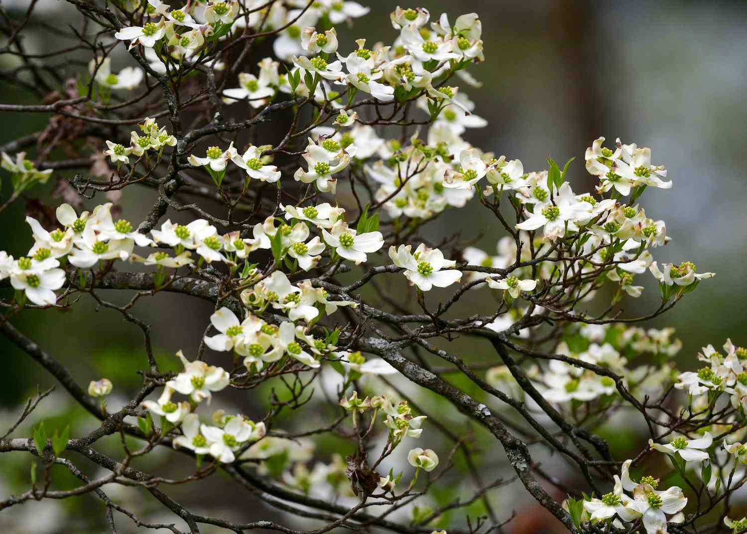 Dogwood branches covered in white flowers