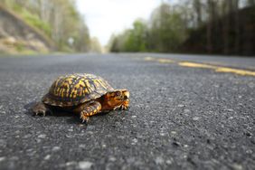 Easter box turtle crossing a paved road 