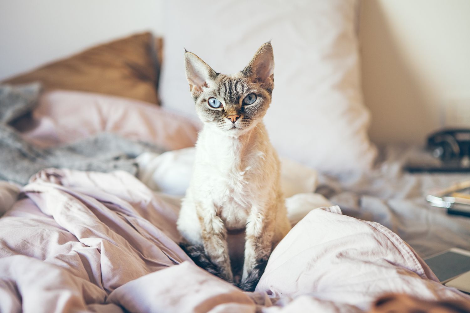 Devon rex cat
