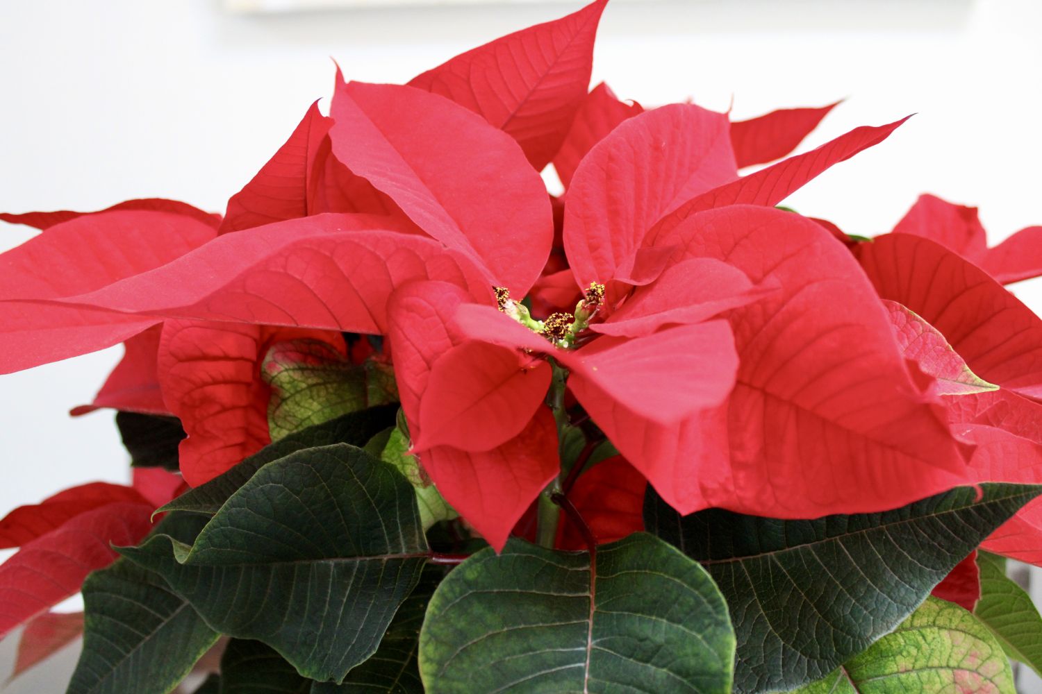 A poinsettia plant with vibrant leaves prominently featured with lush layered foliage