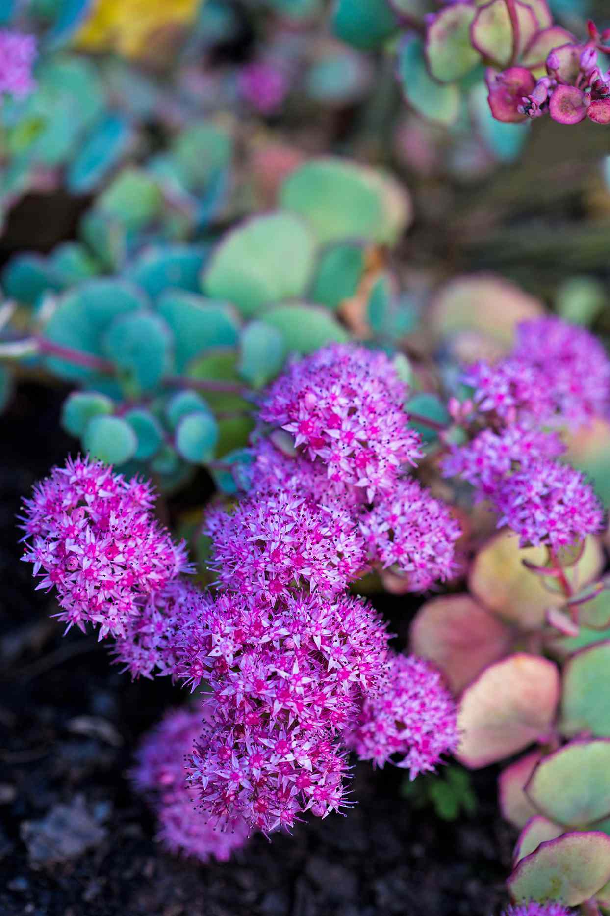 Sedum Sieboldll pink flowers