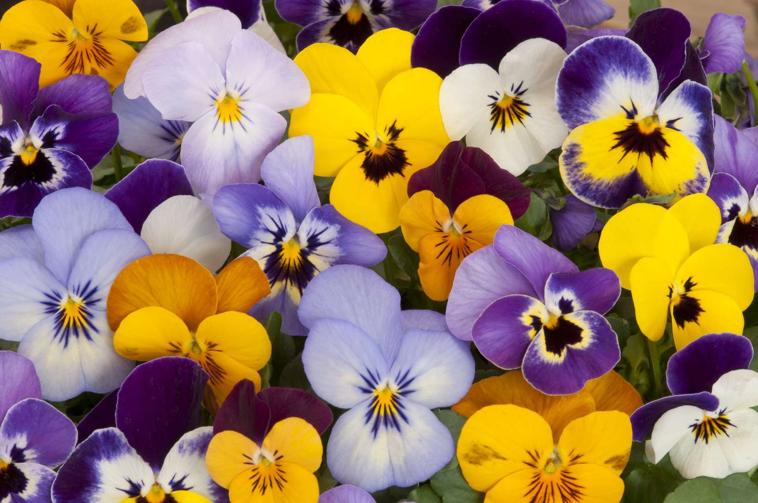 Mixed pansies in a garden