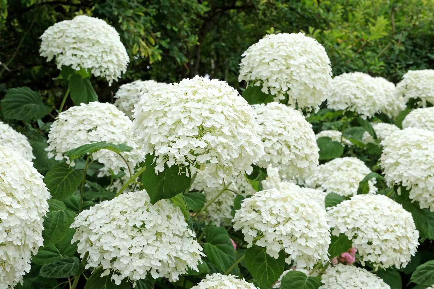Hydrangea arborescens with large white globe-shaped flowers