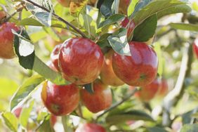 A group of apples growing on a tree among leaves