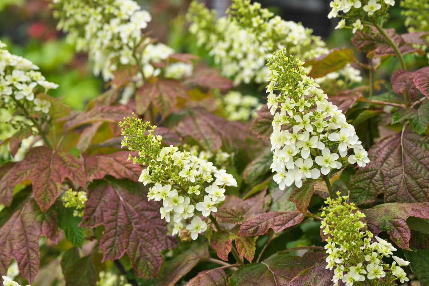 Oakleaf Hydrangeas