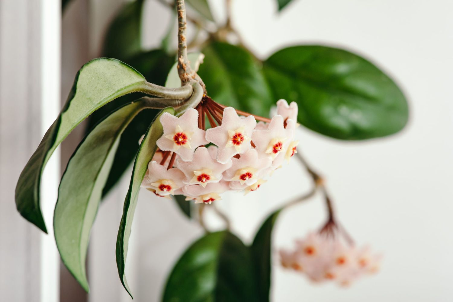 hoya flowers on plant