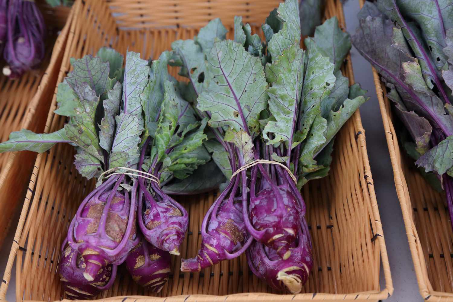 Kohlrabi harvested at a garden and served at a farmers market