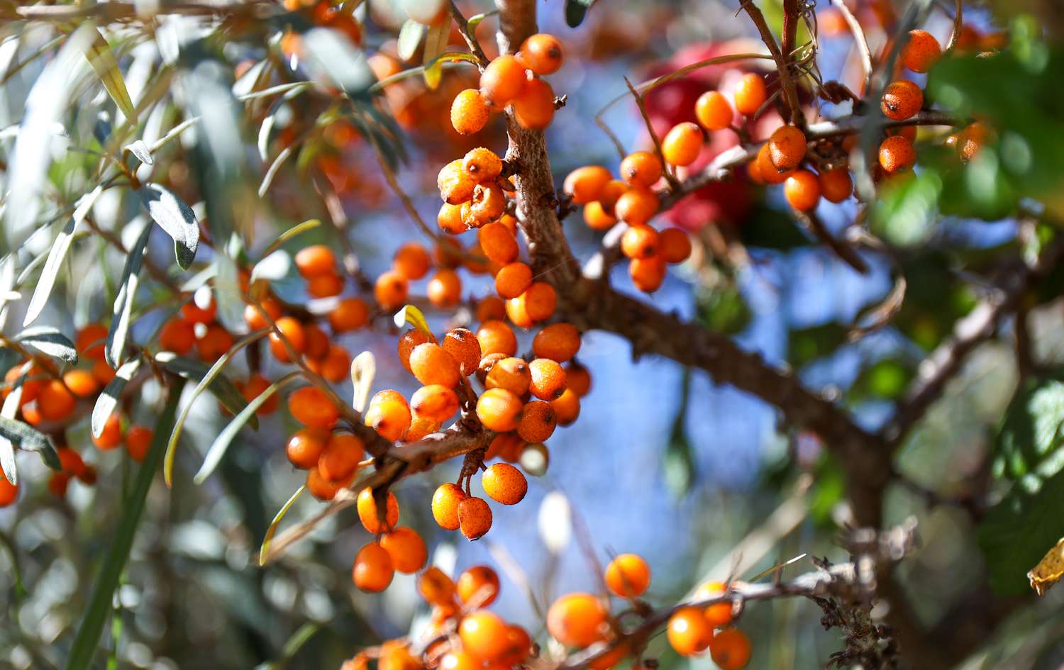 Closeup view of tree branches with clusters of small orange berries