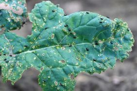 Plant leaf with visible holes and small insects likely due to pest damage