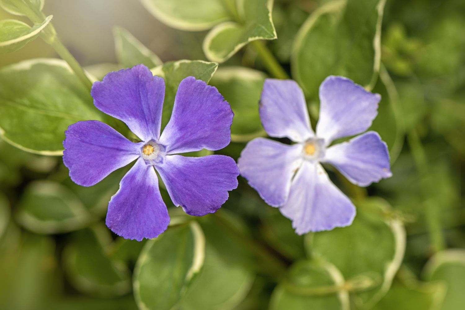 greater periwinkle