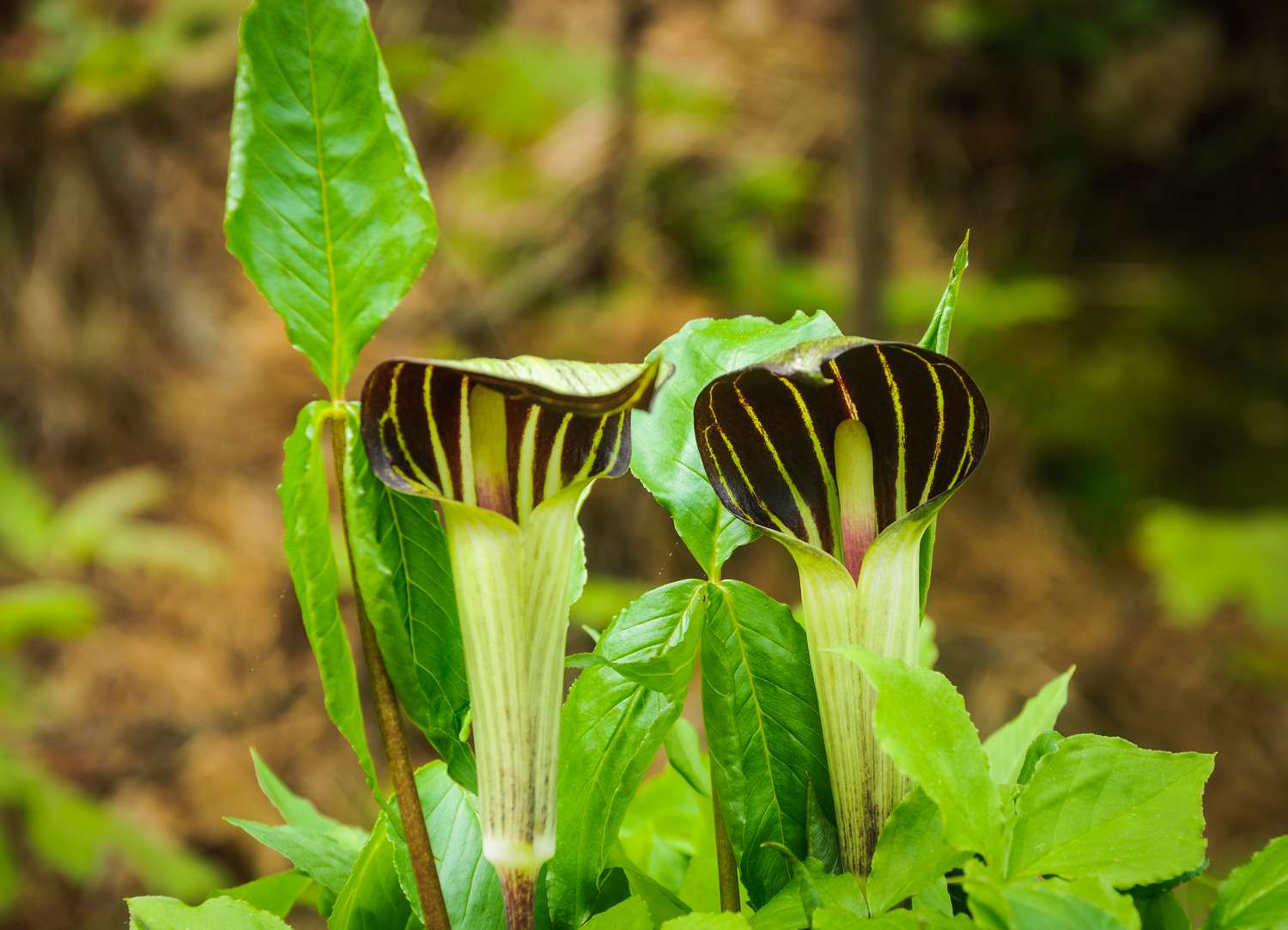 Jack in the Pulpit