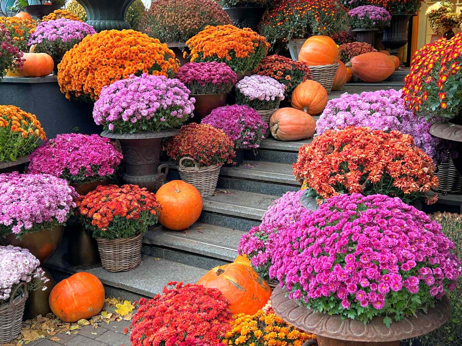Brightly arranged flowers and pumpkins on steps